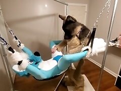 'Getting knotfucked in the sling by a hung shep'