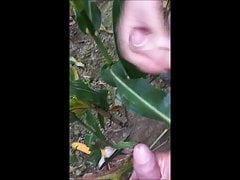 wank together in the cornfield